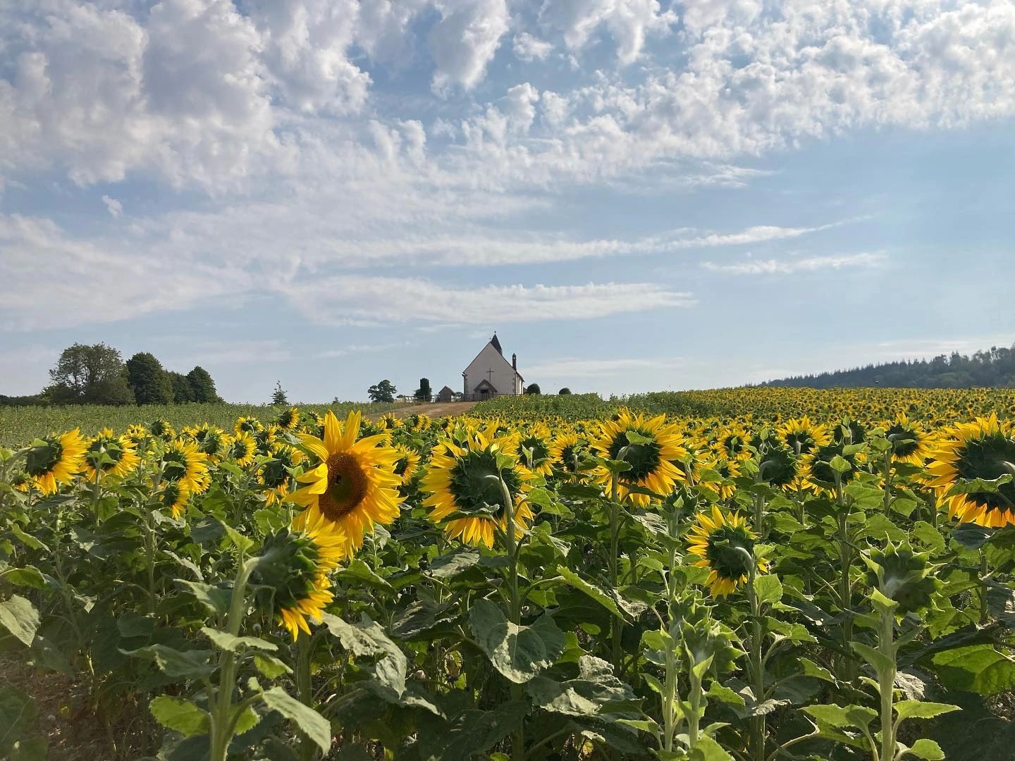 Fisk's Farm PYO Sunflowers, Flowers, Agronomy, Equine